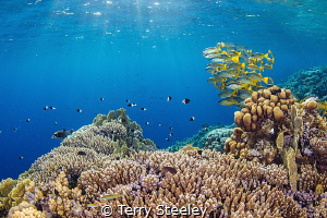 Light beams on Elphinstone reef by Terry Steeley 